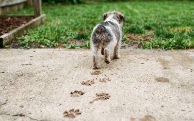 New Puppy? Here’s How to Keep Your Yard Clean and Healthy